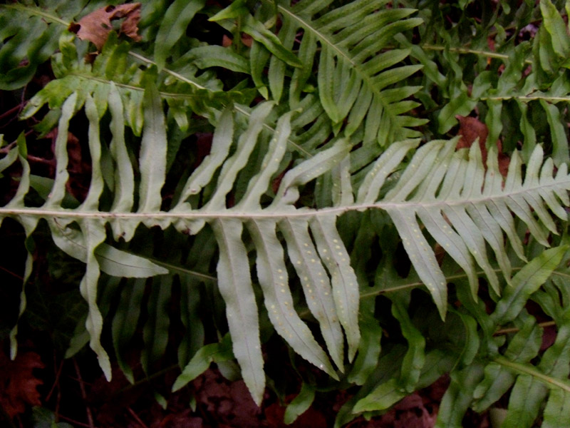 Polypodium sp. (interjectum?)